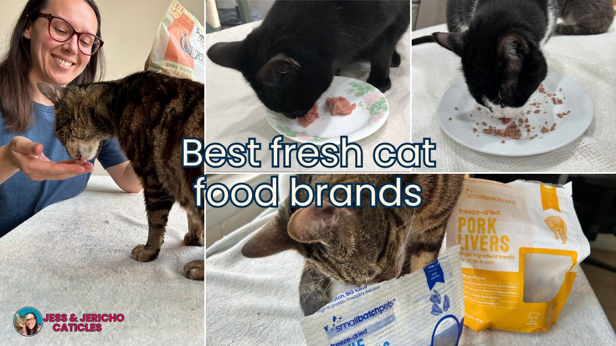 Best fresh cat food brands jess and jericho caticles