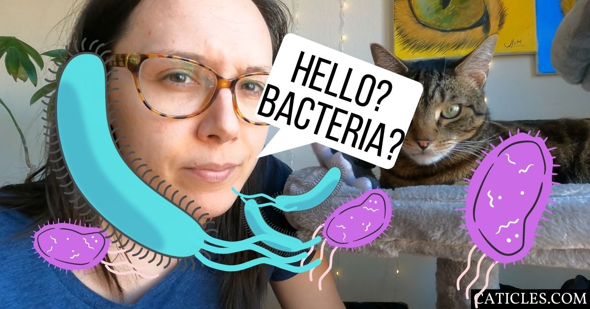 featured image hello bacteria