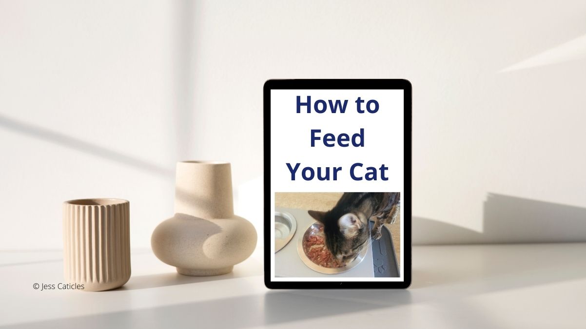 How to feed your cat like a cat