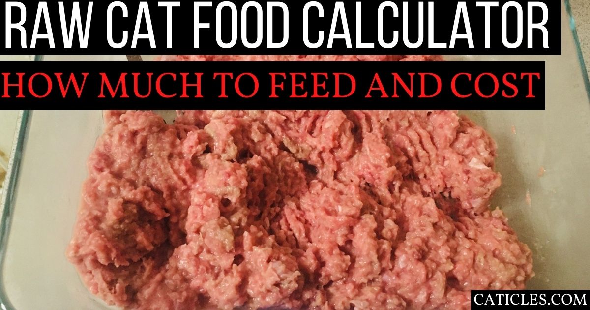 Raw Cat Food Calculator How Much to Feed and Cost of Raw