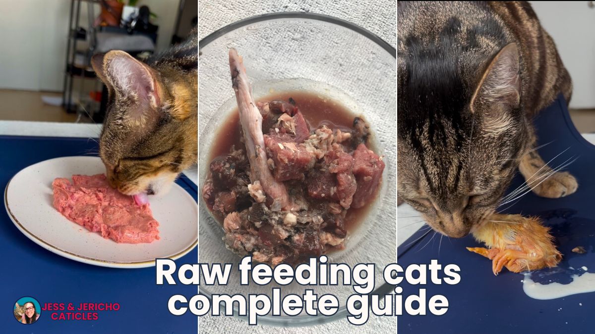 Raw feeding cats guide - premade raw, DIY raw, & whole prey diets jess caticles