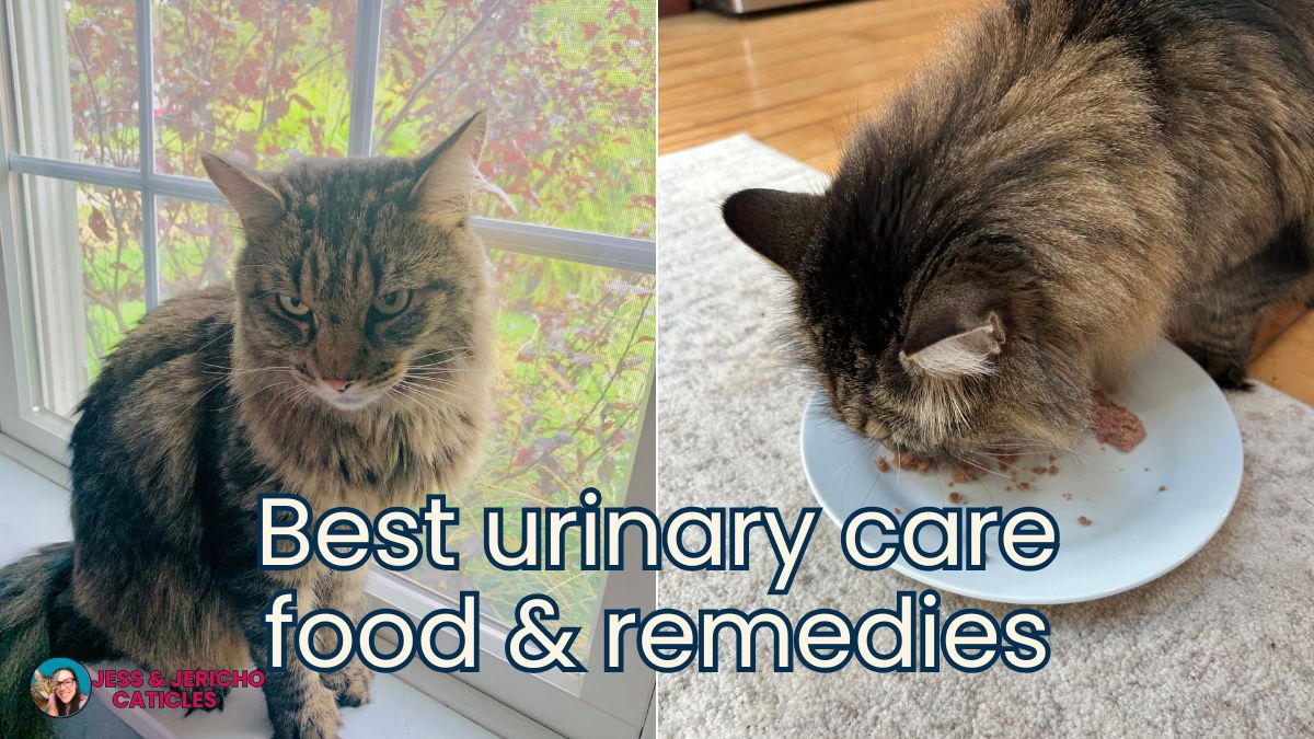 best cat food and remedies for urinary health jess and jericho caticles.com