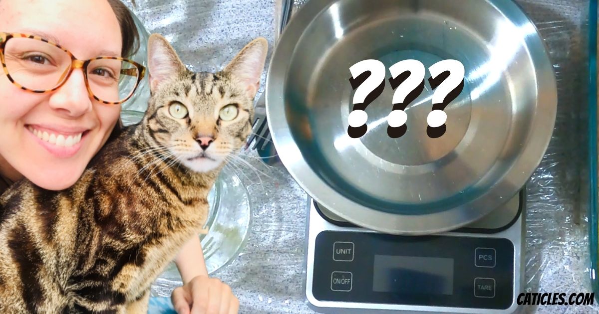 How much should a cat eat? Use this cat feeding calculator