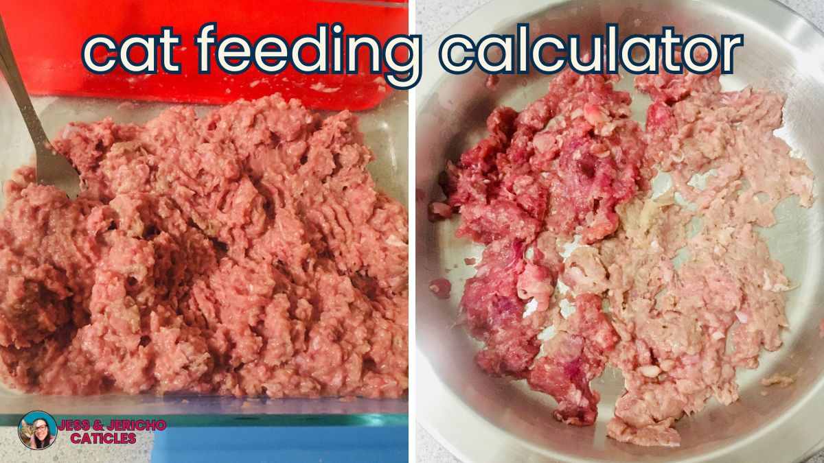 How much to feed a cat chart printable and calculator