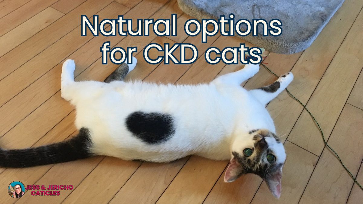 kidney food for cats natural remedies jess and jericho caticles.com