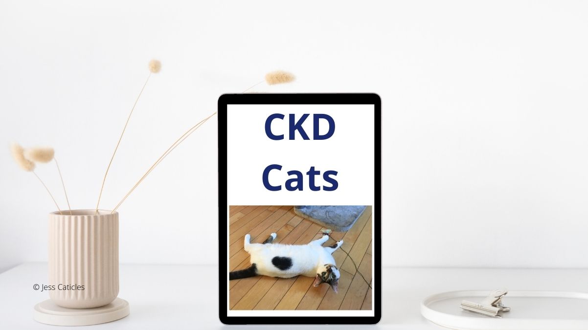 Kidney Food for Cats: Raw, Homemade, Low Phos, Remedies