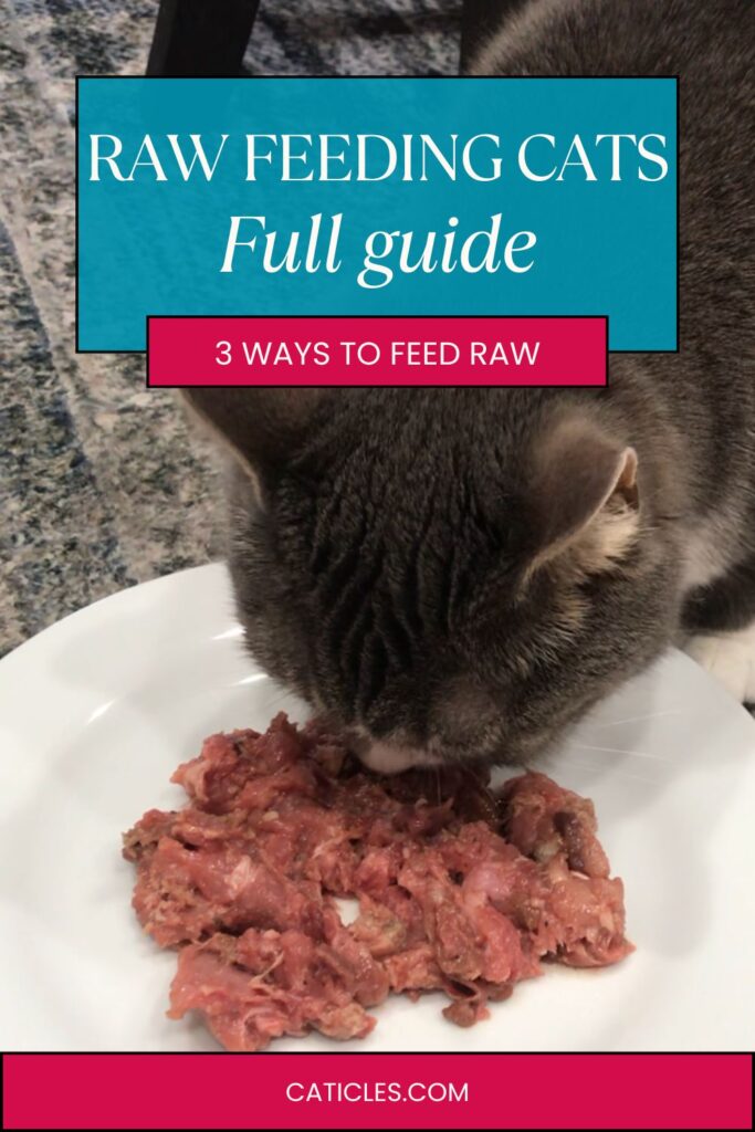 raw feeding cats guide jess and jericho caticles.com