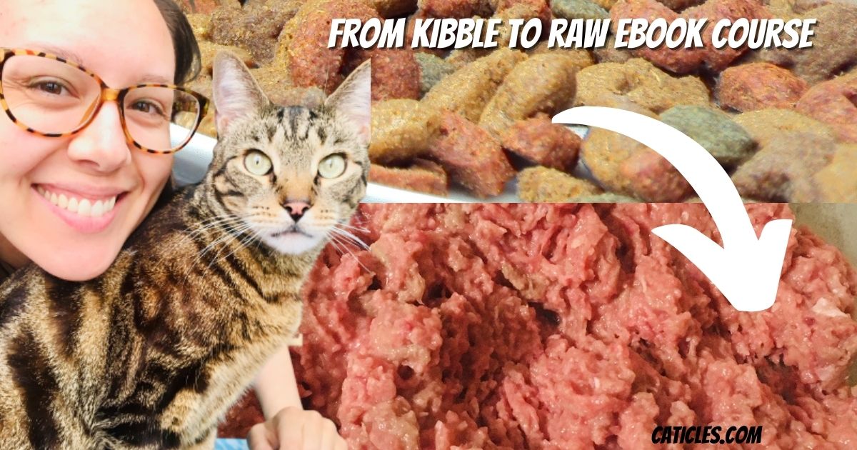 Raw feeding cats guide – how to switch your cat to a raw diet