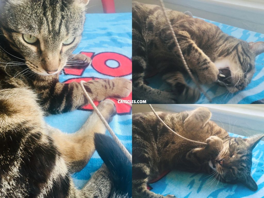 kitty whip wand toy