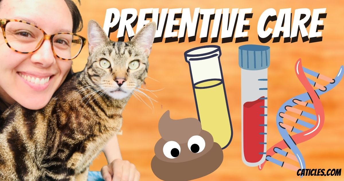 preventive care routine vet care at home caticles