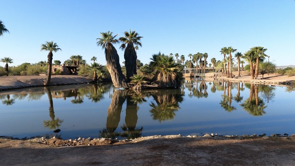 arizona palm trees and lake