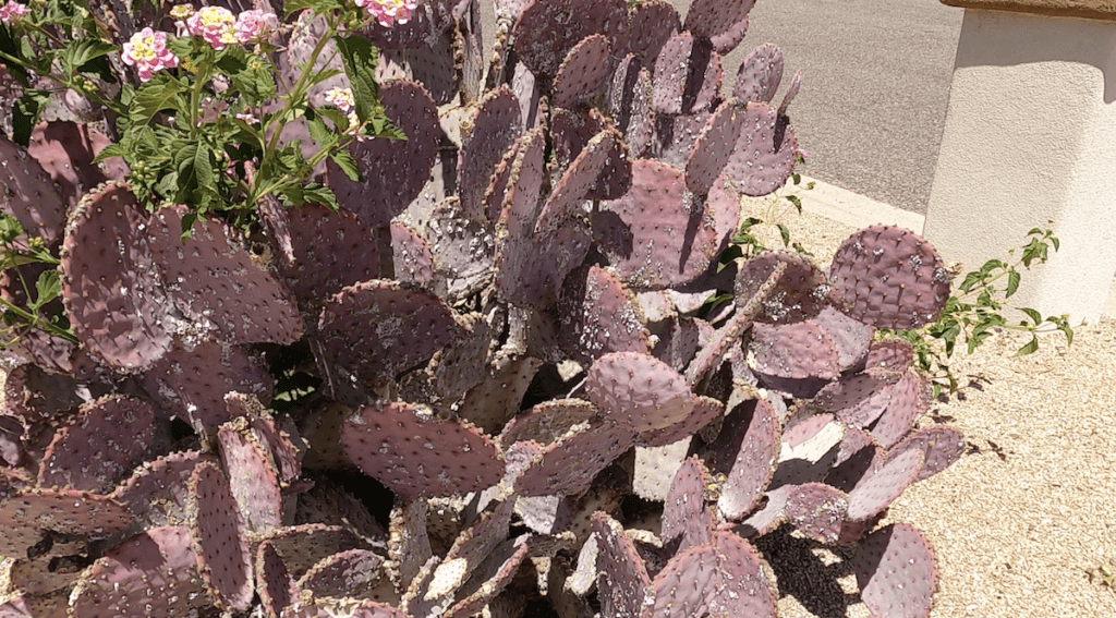 arizona purple cactus