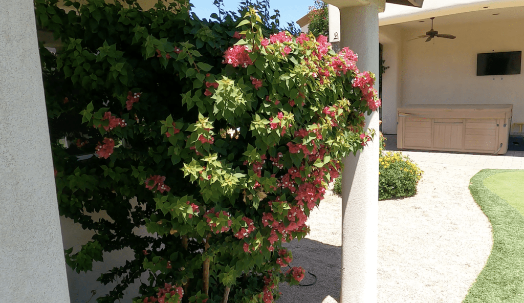 arizona red flower bush