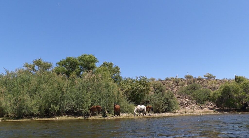 arizona salt river horses