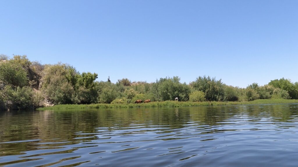 arizona salt water river