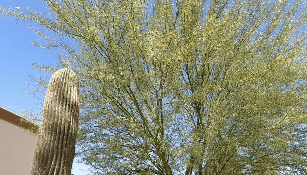 arizona cactus