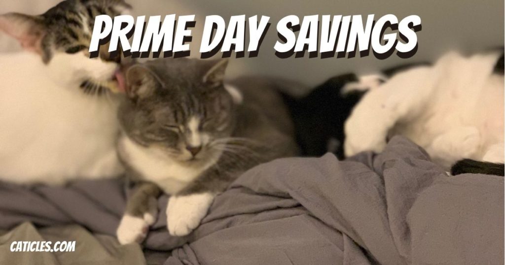 CAT SUPPLIES Archives Jess Caticles