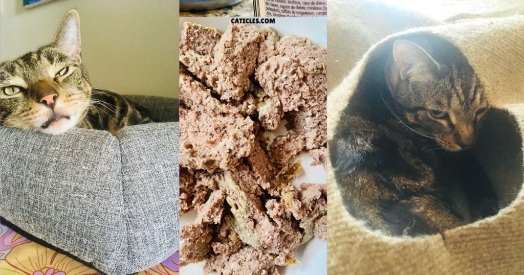 CAT SUPPLIES Archives Jess Caticles