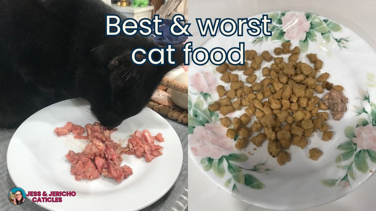 best and worst cat food jess and jericho caticles