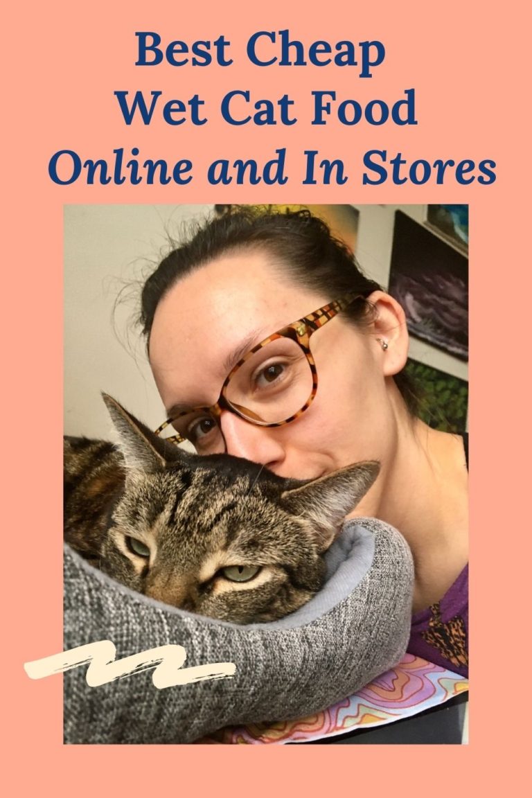 Best Cheap Wet Cat Food Jess Caticles