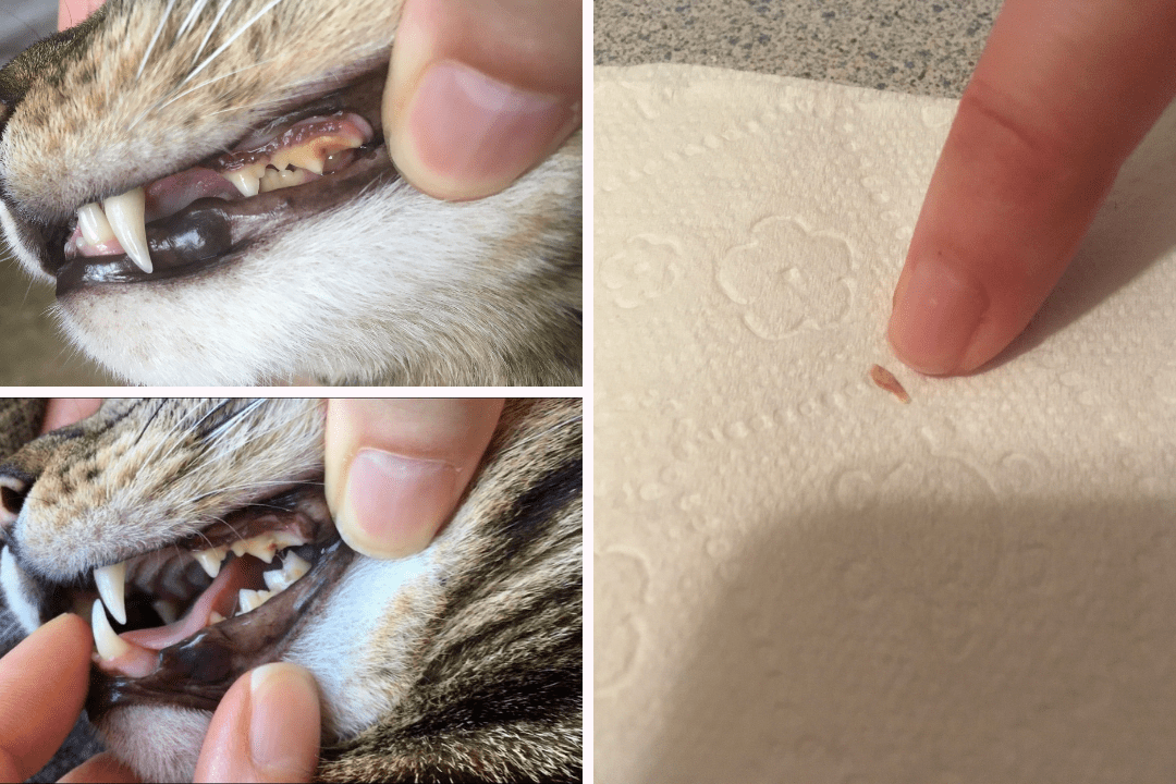 Healthy Cat Teeth and Natural Cat Dental Care Products