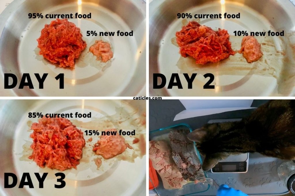 transition cat food first 3 days