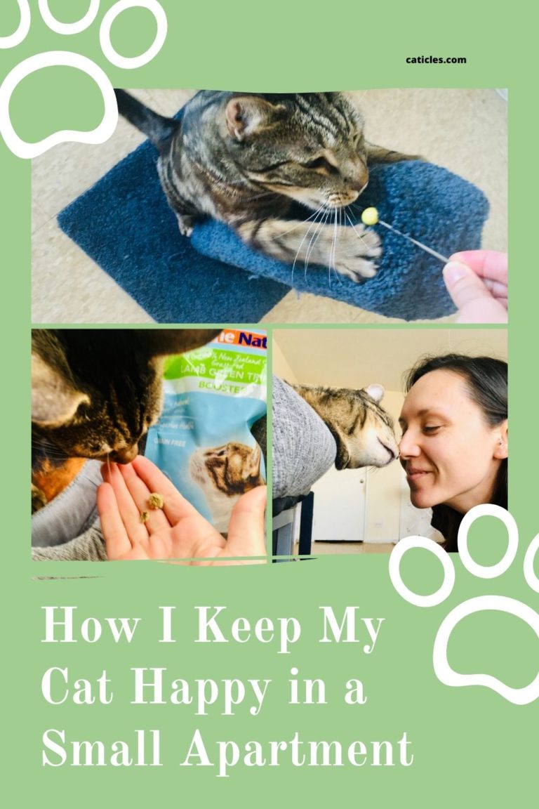 Having a Cat in a Small Apartment Jess Caticles