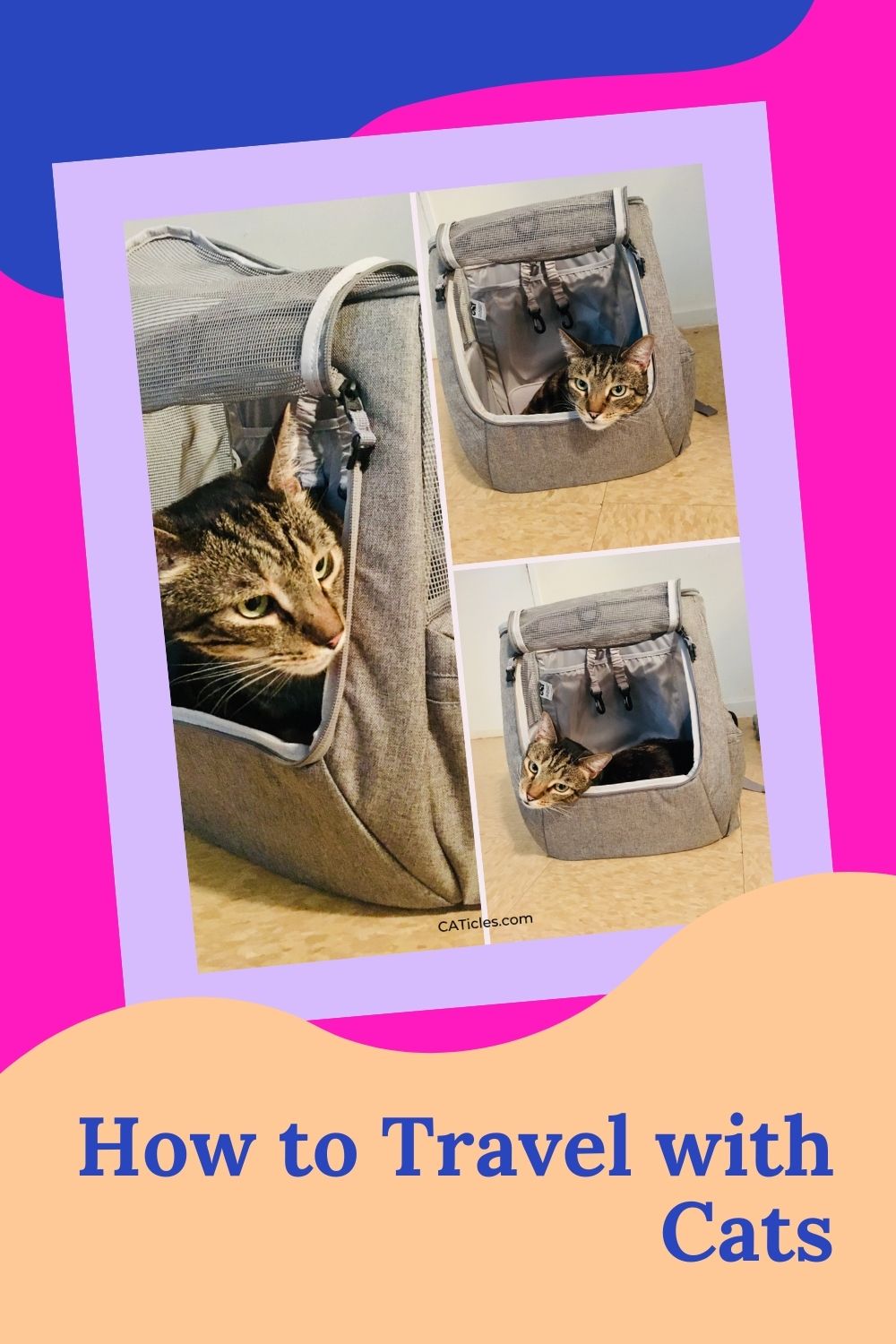 Do Cats Travel Well? 7 Pro Tips for Your Trip - Jess Caticles