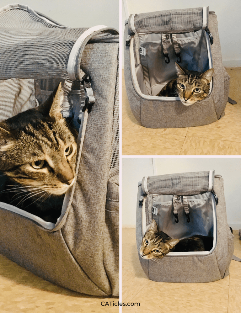 Cat Packing Stuff Chewy cat supplies best food, toys, litter, and furniture