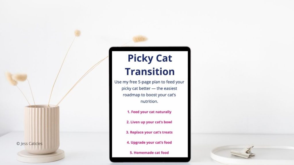 jess caticles picky cat transition plan