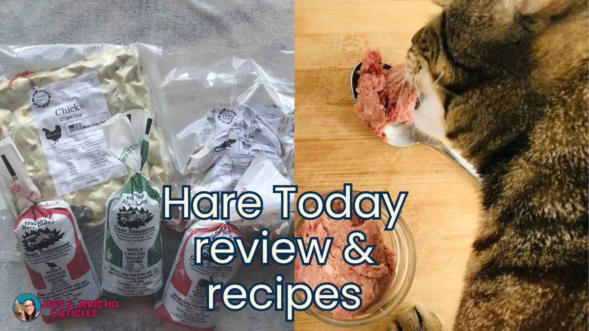 hare today raw cat food jess and jericho caticles