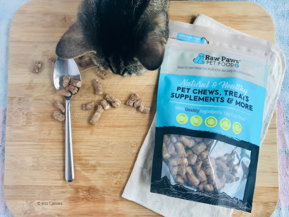 18 Gifts for Older Cats That Make Them Feel Young Again Jess Caticles