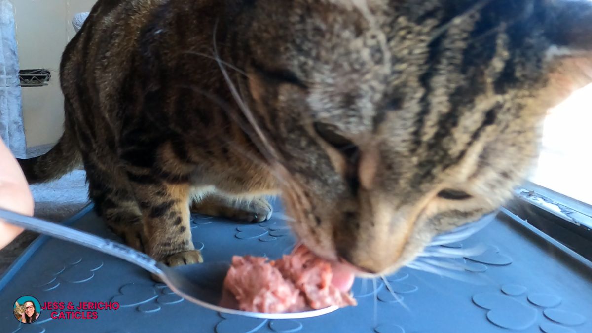 testimonials raw feeding cats jess caticles