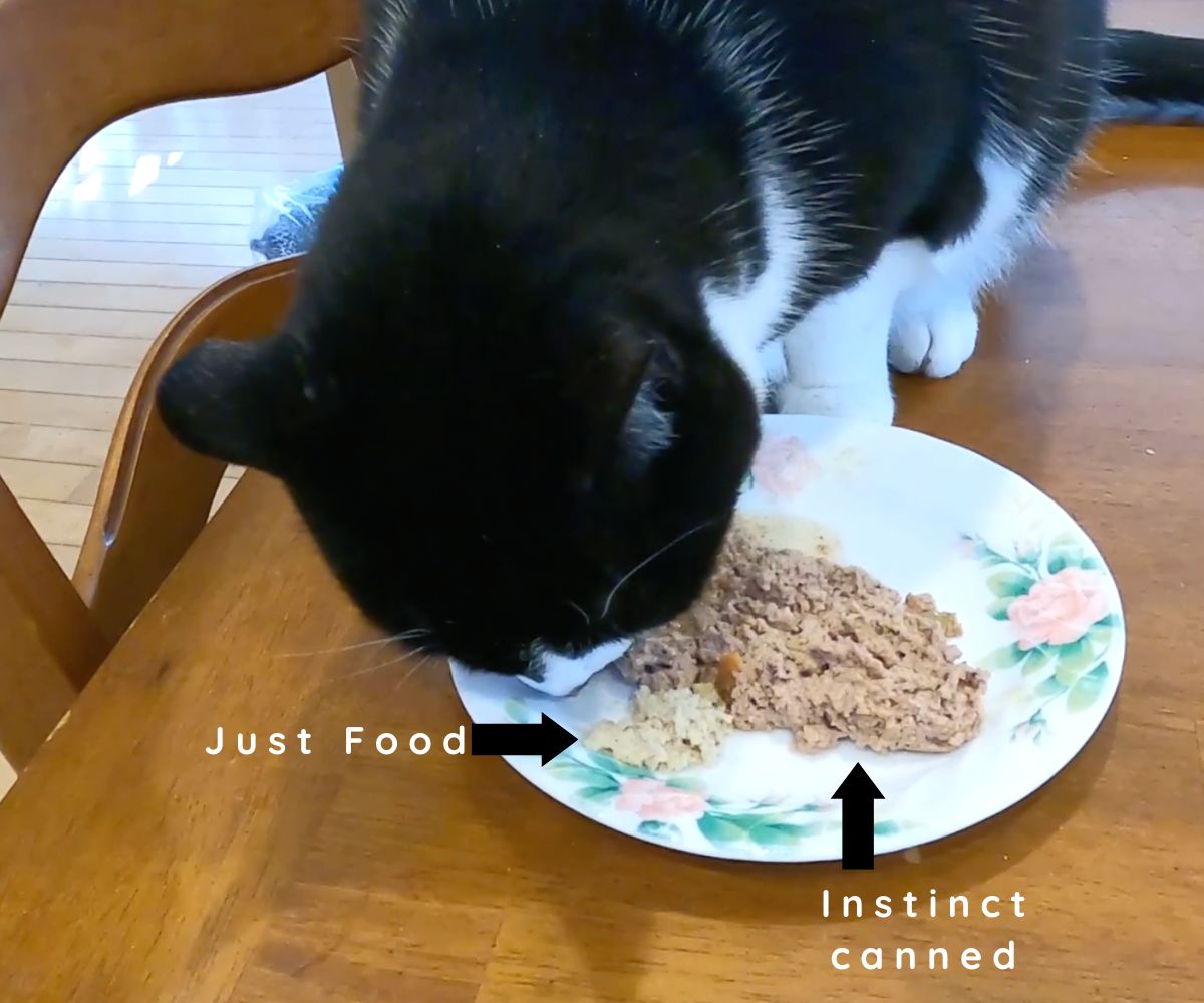 Just Food for Cats Review Jess Caticles