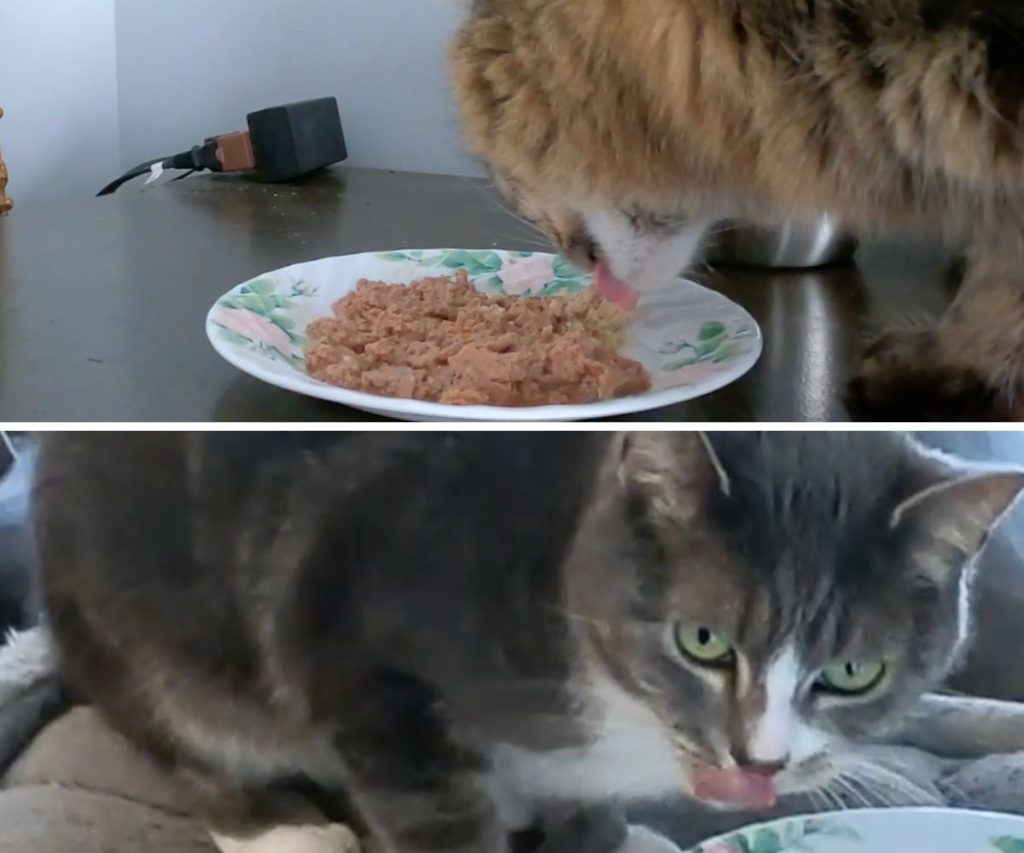 cats eating just food for cats