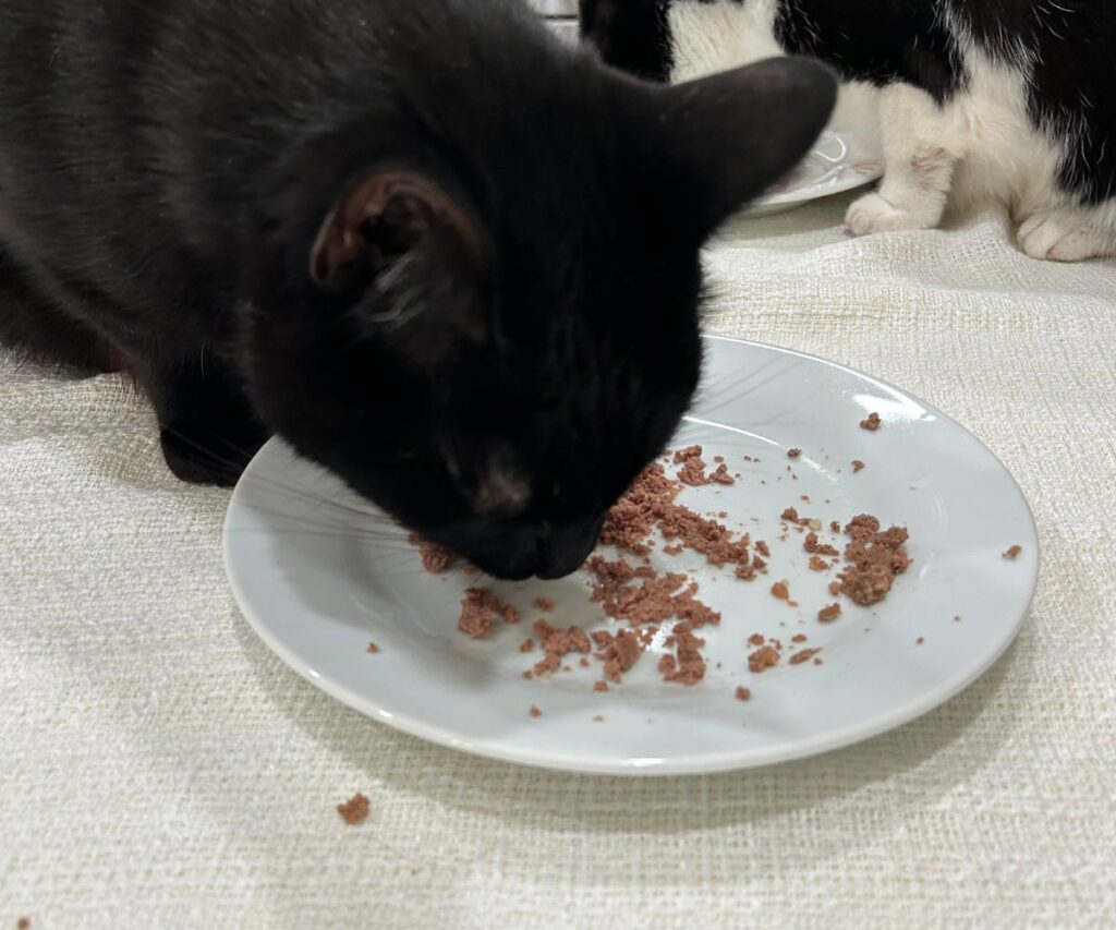 ash eating smalls wet cat food jess and jericho caticles.com