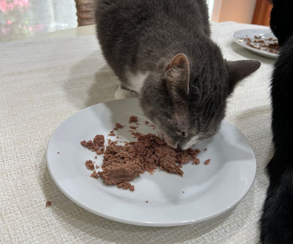 gracie eating smalls wet cat food jess and jericho caticles.com