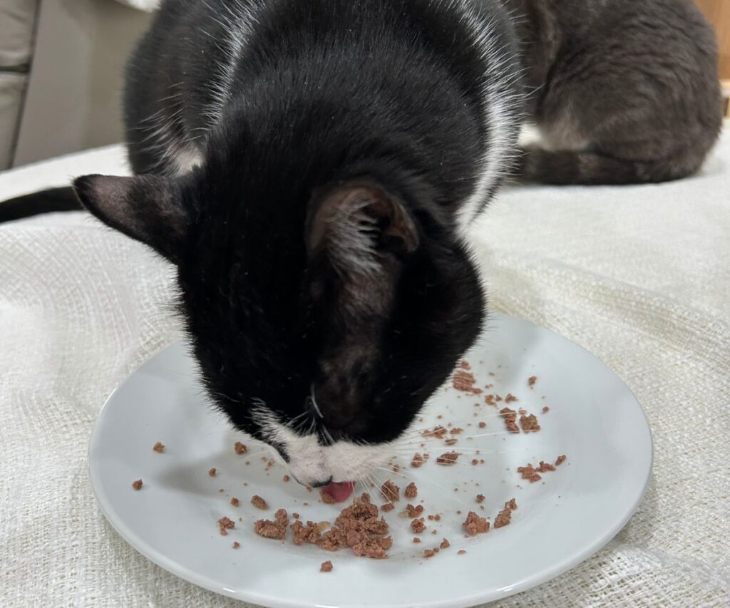 griffen eating smalls wet cat food jess and jericho caticles.com