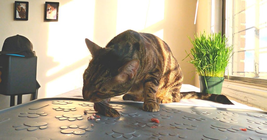 cat eating quail piece