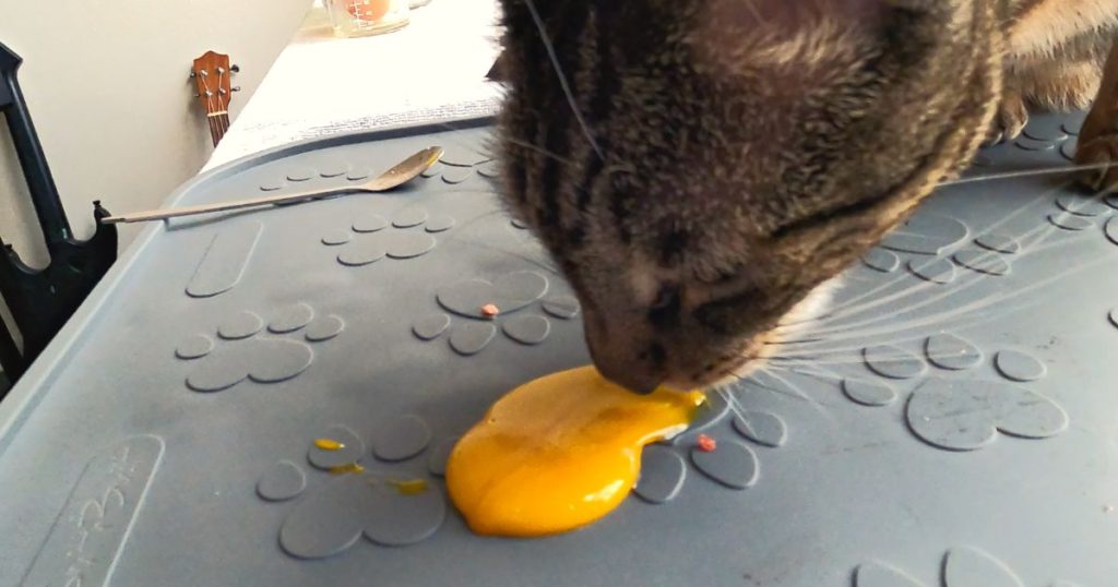 cat eating raw egg yolk