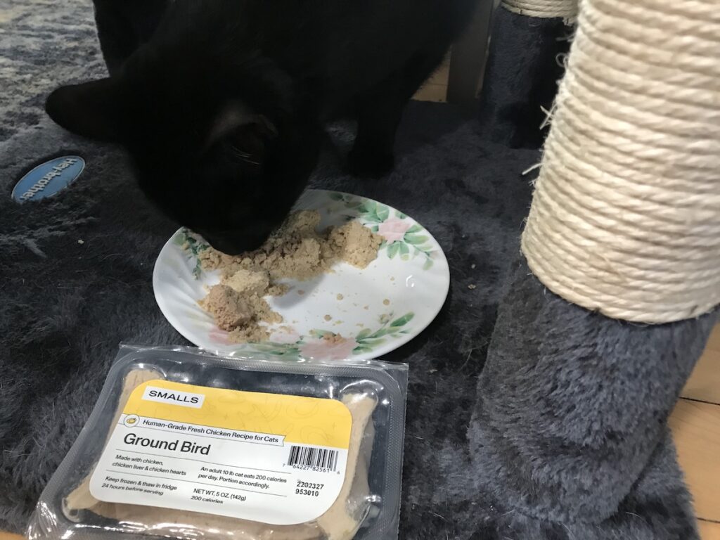 cat eating smalls wet food