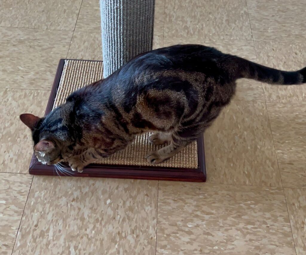 best scratching post for cats purrfect post jess caticles