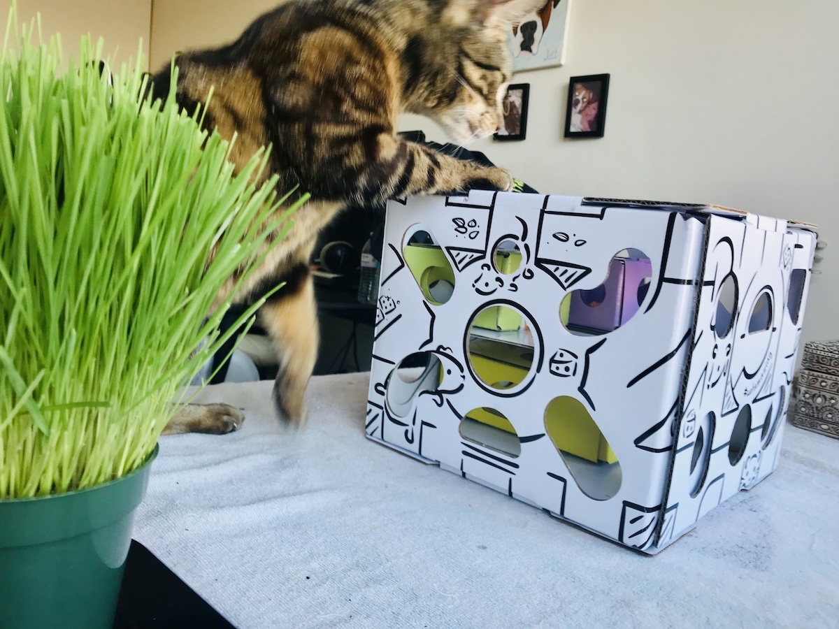 Cat Amazing Sliders food puzzle toy Jess Caticles