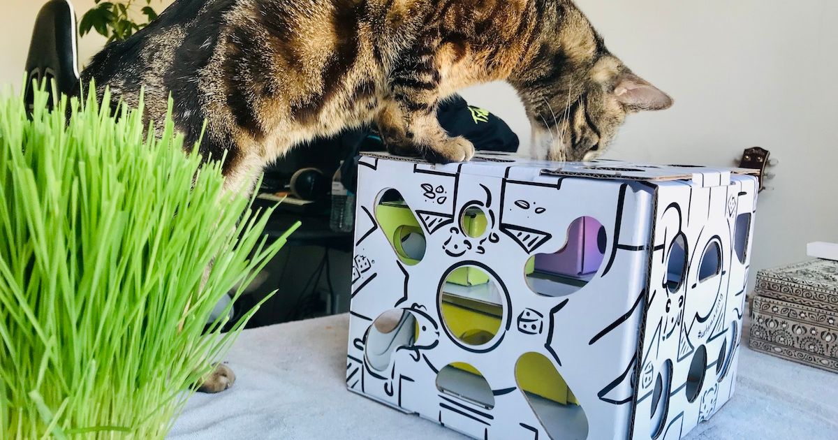 18 Gifts for Older Cats That Make Them Feel Young Again Jess Caticles