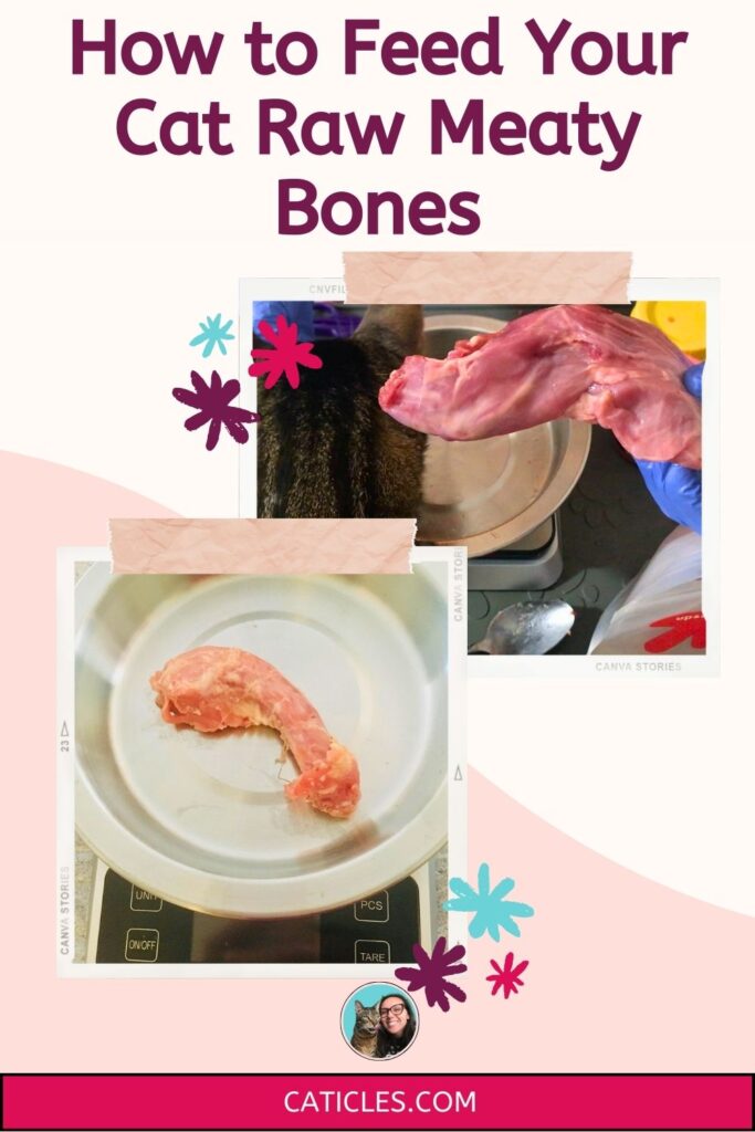 how to feed raw meaty bones to cats jess caticles