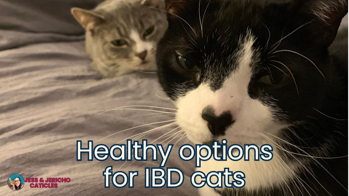 ibd cat diet healthy options jess and jericho caticles.com