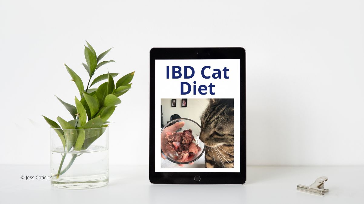 IBD Cat Diet: Homemade, Raw, Wet Food