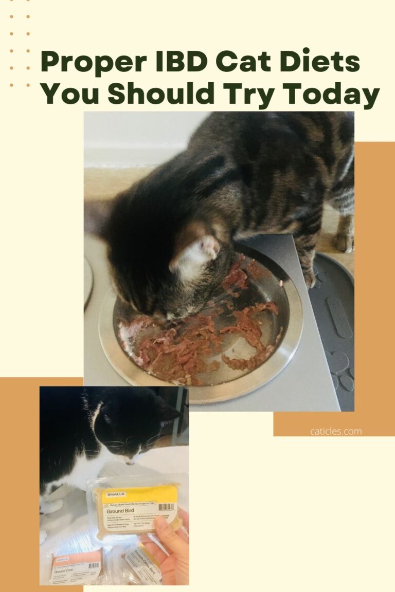 IBD Cat Diet Homemade, Raw, Wet Food Jess Caticles
