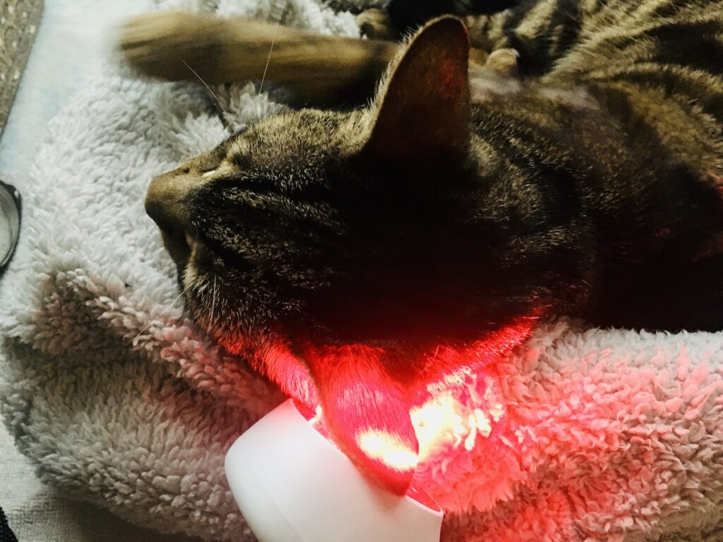 red light therapy for cats