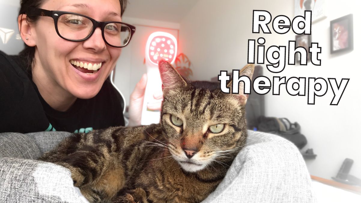 Red Light Therapy for Cats